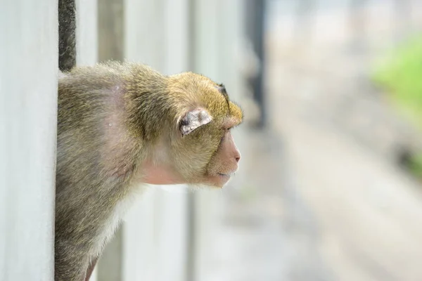 Macaco Comendo Comida Que Turistas Lançammacaco Está Jogando Olhando — Fotografia de Stock