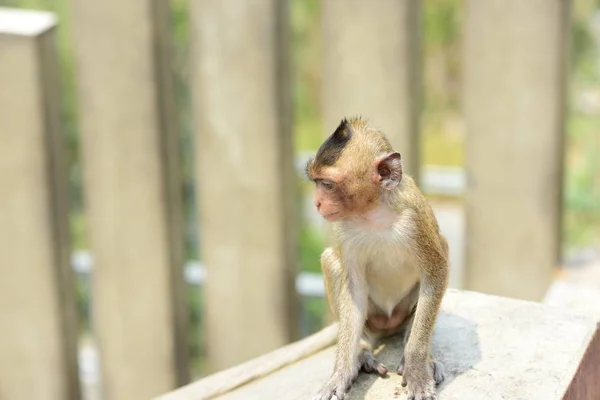 Família Macacos Que Vivem Nas Montanhas Perto Chonburi Tailândia — Fotografia de Stock