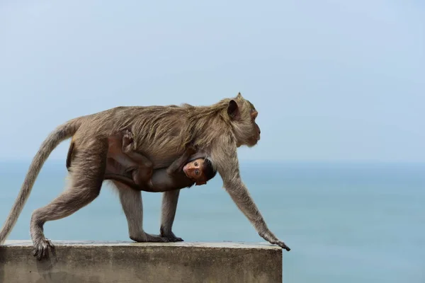 Mono Comiendo Comida Que Los Turistas Lanzanmono Está Jugando Mirando — Foto de Stock