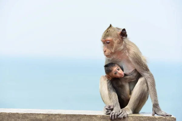 Famille Singe Une Mère Singe Bébé Singe Mignon Singe Manger — Photo