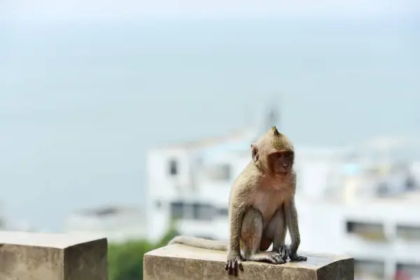 Família Macacos Tem Uma Mãe Macaco Bebê Macaco Bonito Macaco — Fotografia de Stock