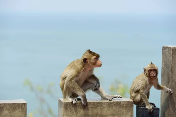 Famille Singe Une Mère Singe Bébé Singe Mignon Singe Manger — Photo