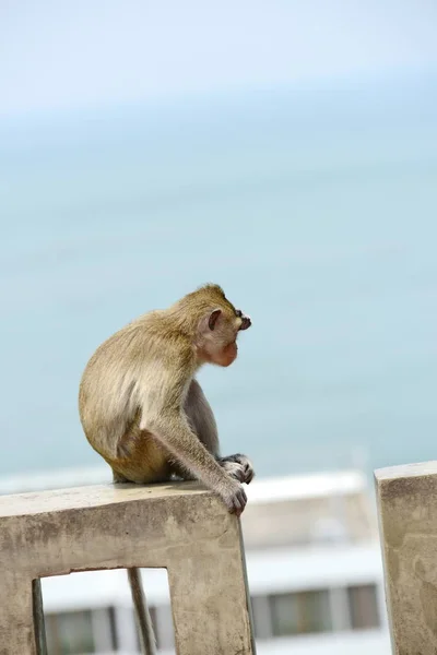 Kera Keluarga Memiliki Ibu Monyet Dan Bayi Monyet Lucu Monyet — Stok Foto