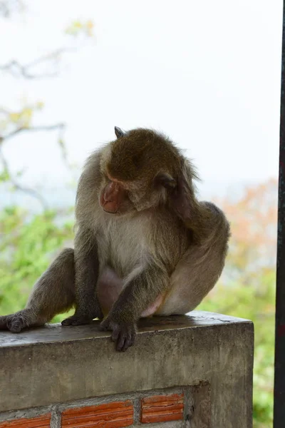 Famille Singe Une Mère Singe Bébé Singe Mignon Singe Manger — Photo