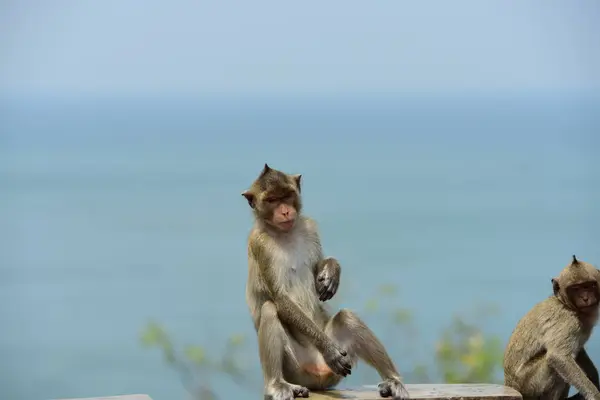 Famille Singes Vivant Dans Les Montagnes Près Chonburi Thaïlande — Photo