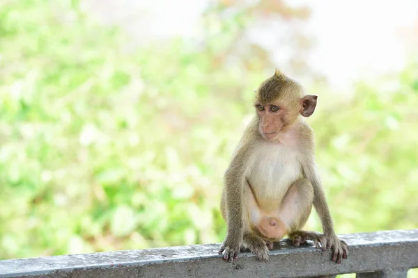 Affe Isst Essen Das Touristen Werfen Affe Spielt Und Starrt — Stockfoto