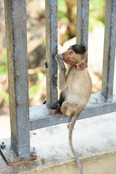 Οικογένεια Μαϊμού Έχει Μια Μητέρα Μαϊμού Και Ένα Χαριτωμένο Πίθηκο — Φωτογραφία Αρχείου