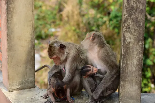 원숭이 원숭이 엄마와 귀여운 원숭이 아기가 관광객 음식을 원숭이 — 스톡 사진