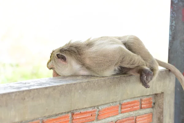 원숭이 원숭이 엄마와 귀여운 원숭이 아기가 원숭이 관광객 Throwmonkey — 스톡 사진