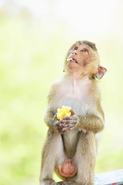 Macaco Comendo Comida Que Turistas Lançammacaco Está Jogando Olhando — Fotografia de Stock