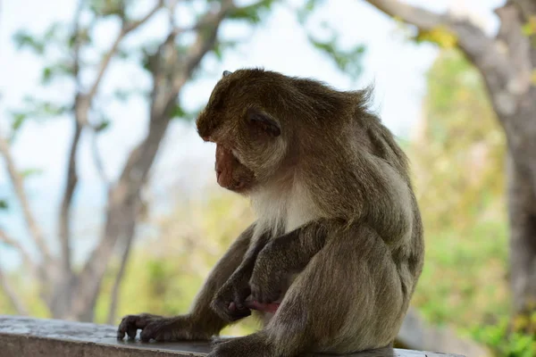 Affenfamilie Den Bergen Der Nähe Von Chonburi Thailand — Stockfoto
