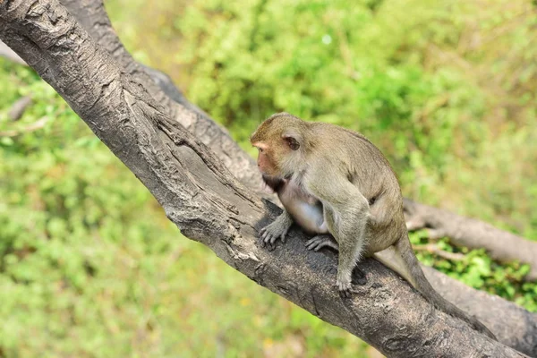 Monkey Family Living Mountains Chonburi Thailand — Stock Photo, Image