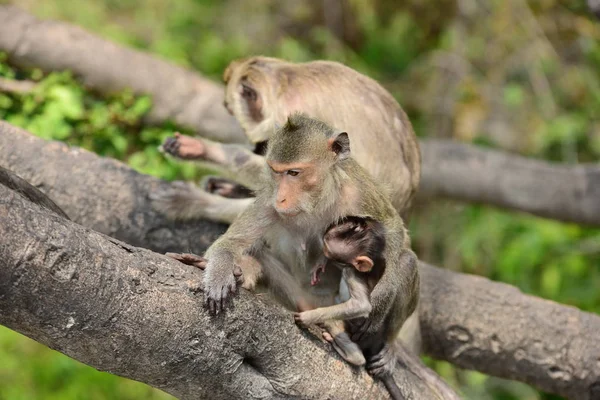 Małpa Rodziny Matka Małpa Baby Cute Małpy Małpa Jedzenie Turystów — Zdjęcie stockowe