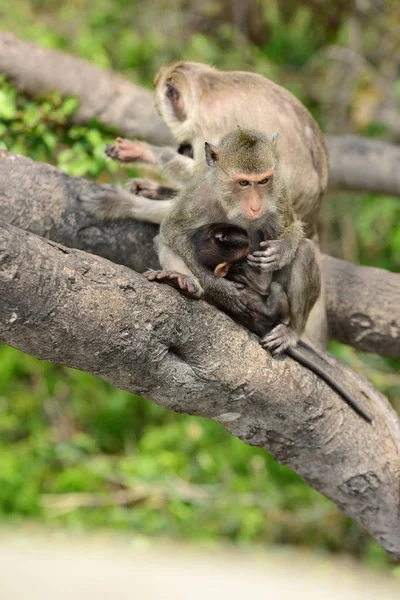 Monkey Family Has Monkey Mother Cute Monkey Baby Monkey Eating — Stock Photo, Image