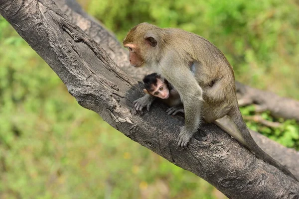 Famille Singe Une Mère Singe Bébé Singe Mignon Singe Manger — Photo