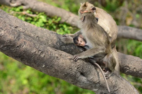 Famille Singe Une Mère Singe Bébé Singe Mignon Singe Manger — Photo