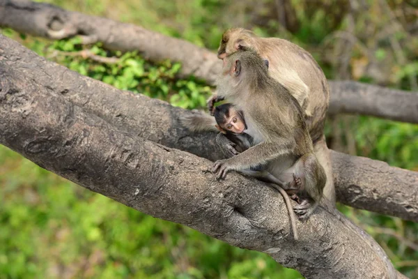 원숭이 원숭이 엄마와 귀여운 원숭이 아기가 관광객 음식을 원숭이 — 스톡 사진