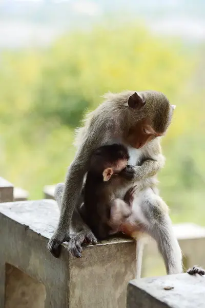 Monkey Family Has Monkey Mother Cute Monkey Baby Monkey Eating — Stock Photo, Image