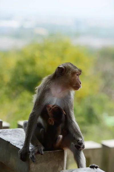 Monkey Family Has Monkey Mother Cute Monkey Baby Monkey Eating — Stock Photo, Image
