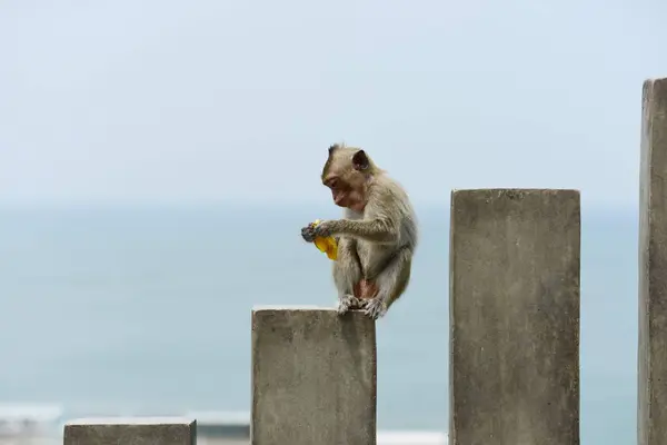 Семья Обезьян Имеет Обезьяну Мать Милую Обезьяну Baby Monkey Едят — стоковое фото