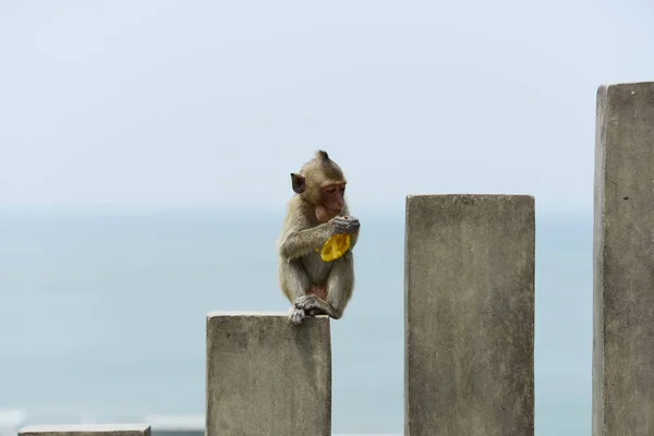 Macaco Comendo Comida Que Turistas Lançammacaco Está Jogando Olhando — Fotografia de Stock