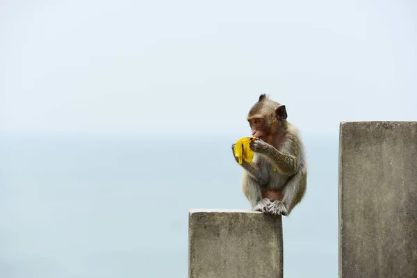 Famiglia Scimmia Una Madre Scimmia Una Scimmia Carina Baby Monkey — Foto Stock