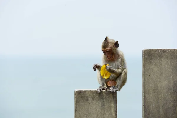 Macaco Comendo Comida Que Turistas Lançammacaco Está Jogando Olhando — Fotografia de Stock