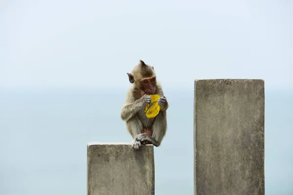 Affenfamilie Hat Eine Affenmutter Und Einen Netten Affen Baby Affkey — Stockfoto
