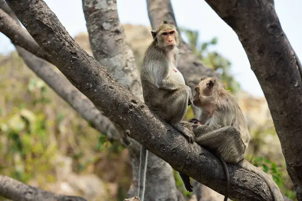 Monkey Family Living Mountains Chonburi Thailand — Stock Photo, Image