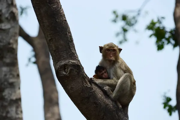 Affe Isst Essen Das Touristen Werfen Affe Spielt Und Starrt — Stockfoto