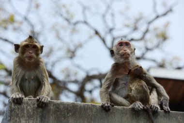 Maymun ailesi bir maymun anne ve sevimli maymun bebek var. O turist throwmonkey oynama ve bakarak yemek yeme maymun.