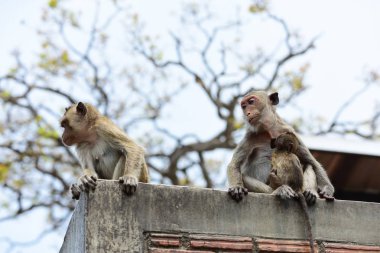 Maymun ailesi bir maymun anne ve sevimli maymun bebek var. O turist throwmonkey oynama ve bakarak yemek yeme maymun.
