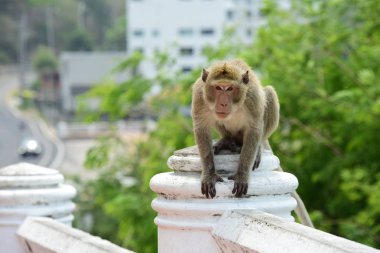 Maymun ailesi bir maymun anne ve sevimli maymun bebek var. O turist throwmonkey oynama ve bakarak yemek yeme maymun.