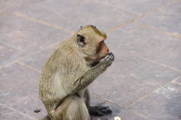 Семья обезьян имеет обезьяну мать и милую обезьяну baby.Monkey едят пищу, которую туристы throwMonkey играет и голодает
.
