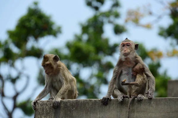 원숭이 원숭이 엄마와 귀여운 원숭이 아기가 원숭이 관광객 Throwmonkey — 스톡 사진