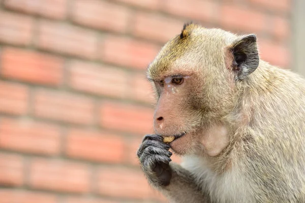 Aap Familie Heeft Moeder Van Een Aap Een Leuke Aap — Stockfoto