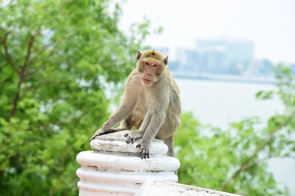 Affenfamilie Den Bergen Der Nähe Von Chonburi Thailand — Stockfoto