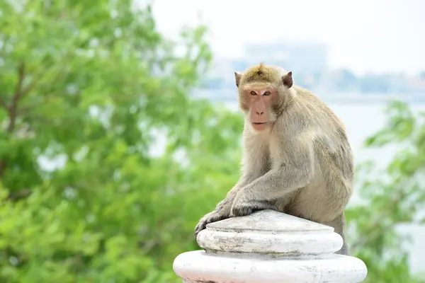 Família Macacos Tem Uma Mãe Macaco Bebê Macaco Bonito Macaco — Fotografia de Stock
