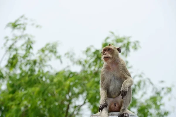 Семья Обезьян Имеет Обезьяну Мать Милую Обезьяну Baby Monkey Едят — стоковое фото