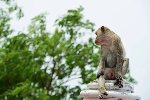 Famille Singe Une Mère Singe Bébé Singe Mignon Singe Manger — Photo