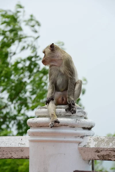 원숭이 관광객에 준비가 있습니다 원숭이 — 스톡 사진