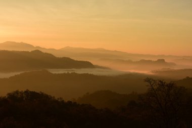 Dalları ve yaprakları güzel gökyüzü ile şekillenir.