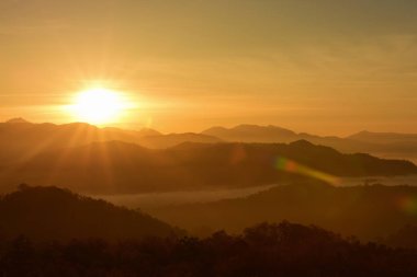 Dalları ve yaprakları güzel gökyüzü ile şekillenir.