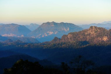 Dalları ve yaprakları güzel gökyüzü ile şekillenir.