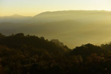 Dalları ve yaprakları güzel gökyüzü ile şekillenir.