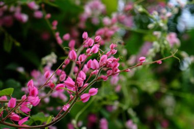 Kelebek ve arı çit, güzel çiçekler. Güzel beyaz ve pembe çiçekler evde çit.