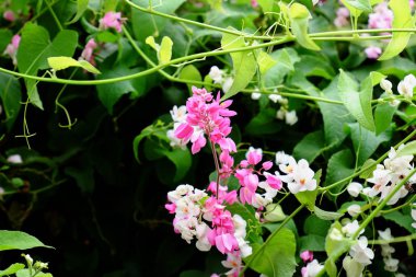 Kelebek ve arı çit, güzel çiçekler. Güzel beyaz ve pembe çiçekler evde çit.