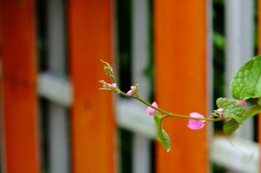 Yeşil yapraklı güzel pembe çiçekler