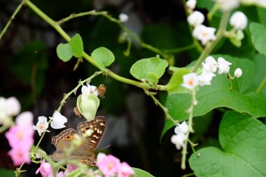 Kelebek ve arı çit, güzel çiçekler. Güzel beyaz ve pembe çiçekler evde çit.