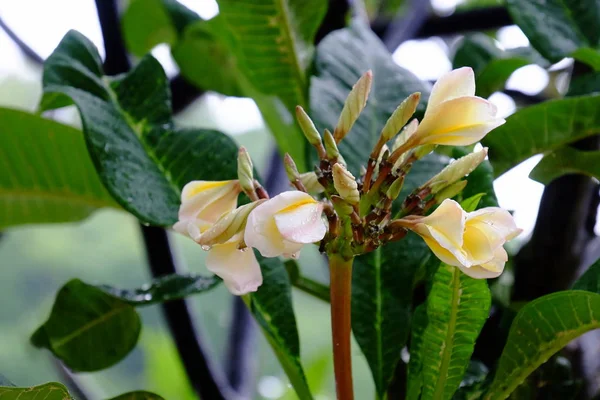 Bellissimi Fiori Sotto Pioggia Gocce Acqua Giorno Pioggia — Foto Stock